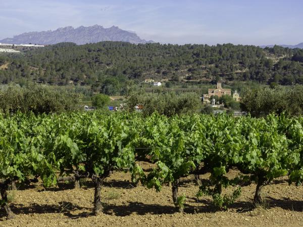 La vinya a Castellví de Rosanes 